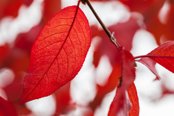 Autumn landscape