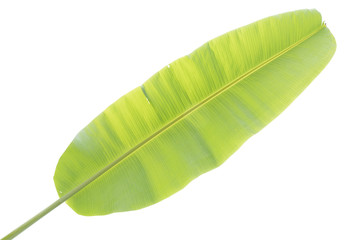 Fototapeta premium Banana leaf isolated with clipping path