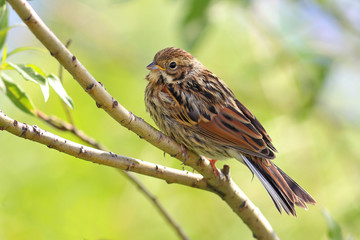 Emberiza pusilla. Baby bird