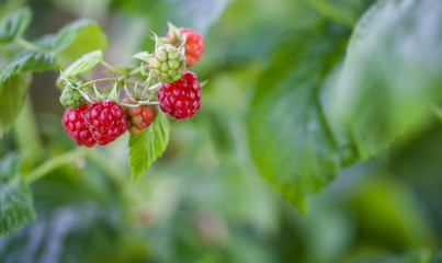 Himbeeren am Strauch