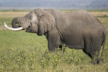 Naklejka na ściany i meble African Bush Elephant