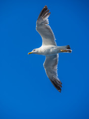 Seagull flying against blue sky