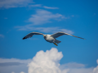 Seagull flying against blue sky