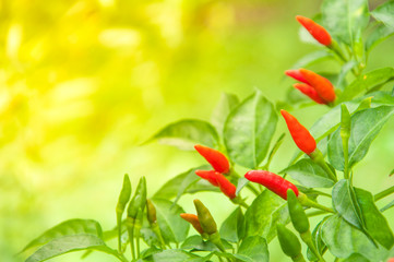 red hot chili plant in the gardens