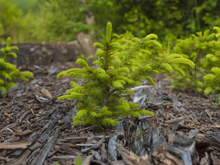 The Norway spruce. © zhukovvvlad
