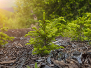 The Norway spruce. © zhukovvvlad