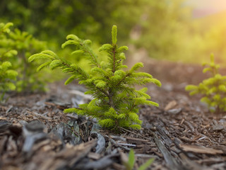 The Norway spruce. © zhukovvvlad