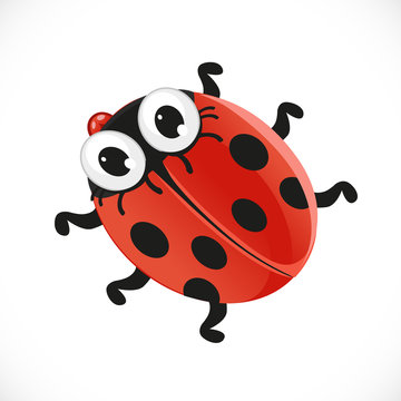 Cute baby ladybug isolated on white background