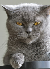Scottish gray cat portrait