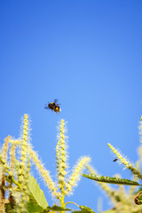 Abeja polinizando en las flores lilas y en la flor de la castaña. Volando de flor en flor. Macro mundo que nos rodea en nuestros jardines.