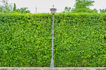 Green leaves wall background with lamp post