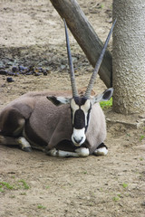 Oryx gazella