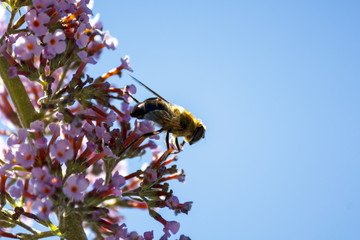 Abeja polinizando en las flores lilas y en la flor de la castaña. Volando de flor en flor. Macro mundo que nos rodea en nuestros jardines.