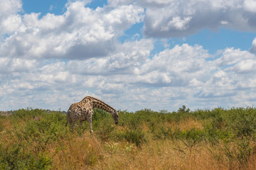 Giraffe, Pilanesberg national park. South Africa.
