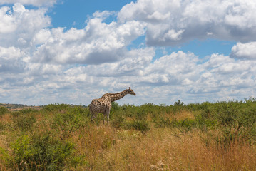 Giraffe, Pilanesberg national park. South Africa.
