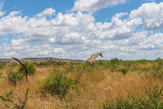 Giraffe, Pilanesberg national park. South Africa.
