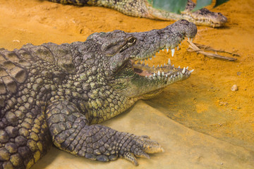 giant Nile crocodile with its huge open mouth (Crocodylus niloti
