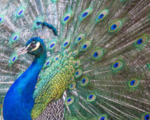 Portrait of beautiful peacock with feathers out