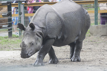 Naklejka premium Indian rhino