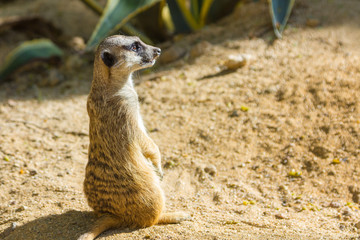 Meerkat (Suricata suricatta)