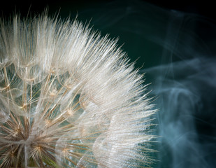 Macro di un soffione gigante con fumo sullo sfondo nero © nnerto