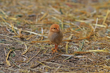 Small orange brown chick