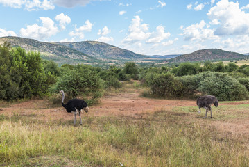 Ostrich, Pilanesberg national park. South Africa.
