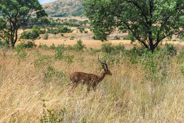 Impala (antelope), Pilanesberg national park. South Africa. 

