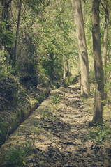 Road in the forest