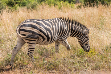 Obraz na płótnie Canvas Zebra. Pilanesberg national park. South Africa. 