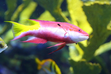 Obraz premium Atlantic ocean fishes (aquarium)