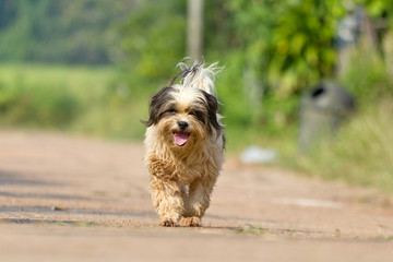 The dog running or walking on road