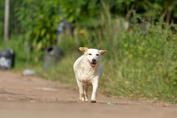 Obraz premium The dog running or walking on road