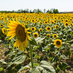 Naklejka premium field of sunflowers
