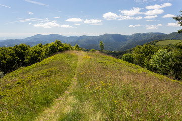 Sentier à travers les herbes