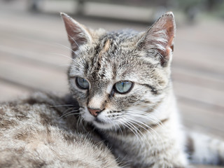 Cat head soft colours