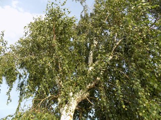 Birch tree