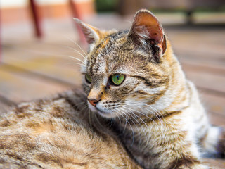 Cat lying and watching brigh colours