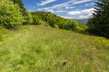 Sentier à travers les herbes