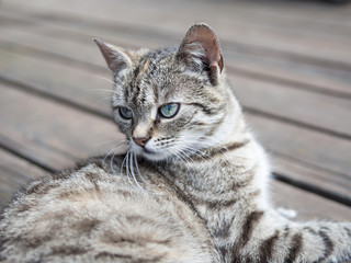 Cat lying on o wood soft colours