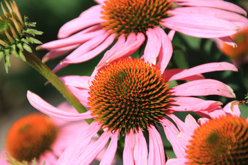 Belle rudbeckia rose