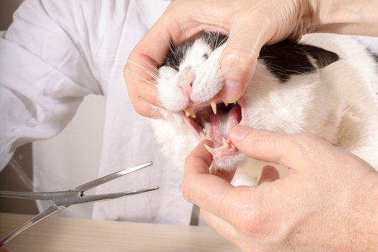 Cat Dental care