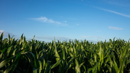 maisfeld und blauer himmel