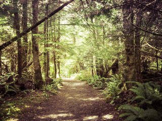 Forest Trail