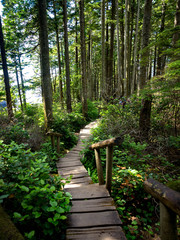 Forest Trail