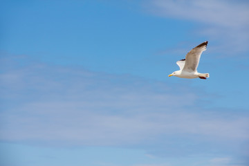 Flying seagull