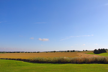 Fototapeta premium Wheat field