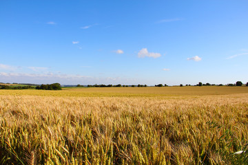 Wheat field