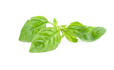 bunch of basil