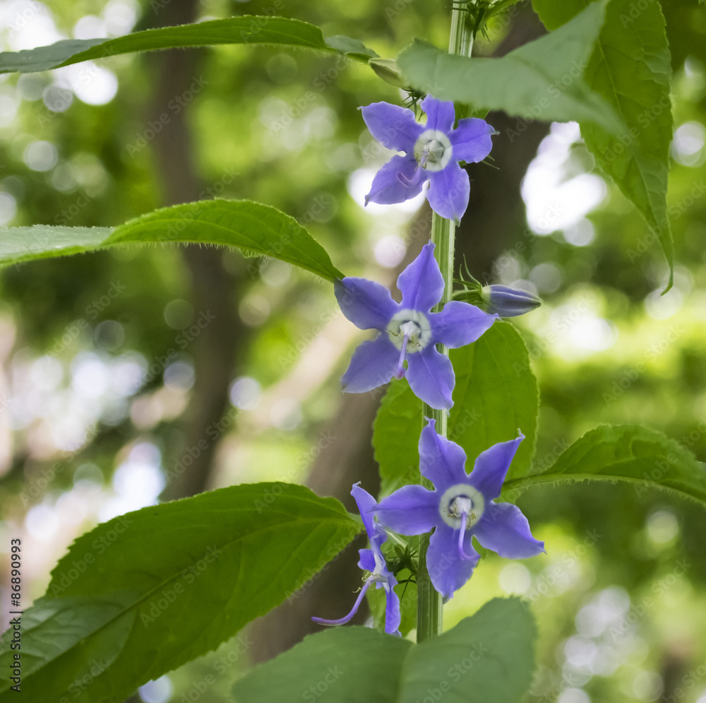 Wall mural American Bellflower - Campanulastrum americanum